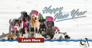 dogs and cats dressed up for New Years Eve