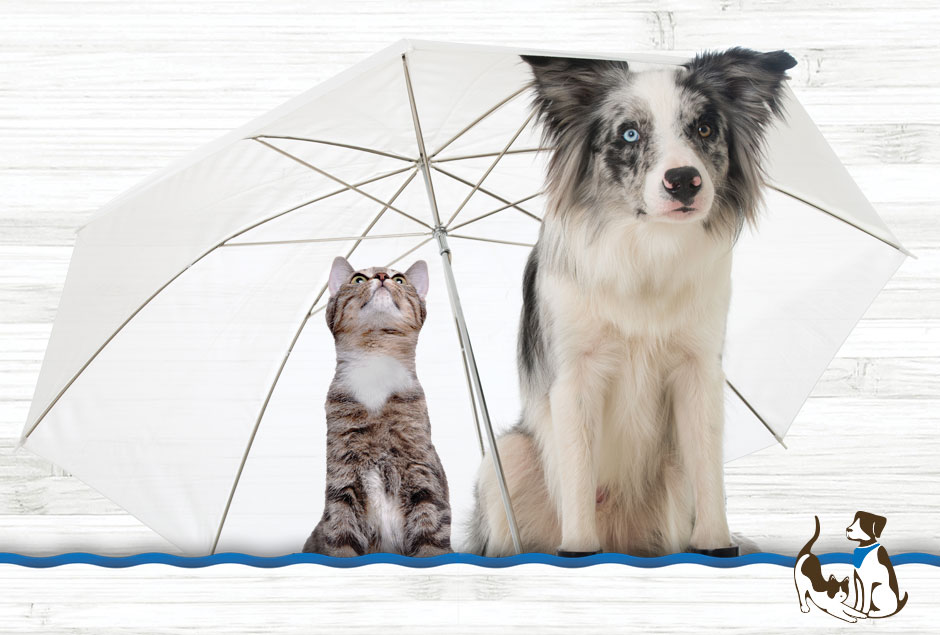 cat and dog under an umbrella