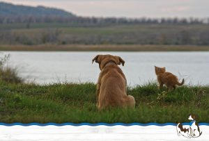 dog and kitten sitting next to a lake