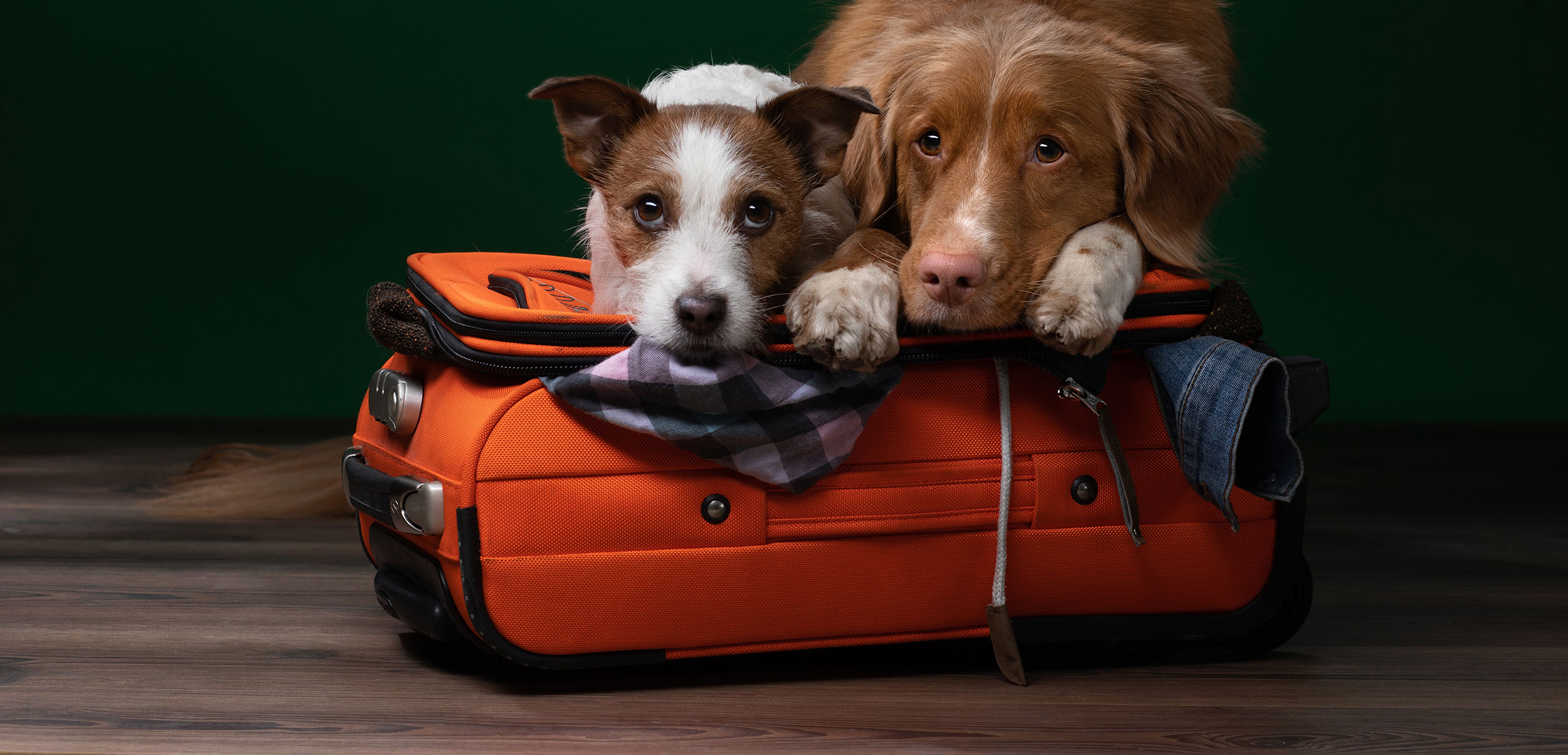 pet boarding for travellers
