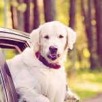 Dog in car icon