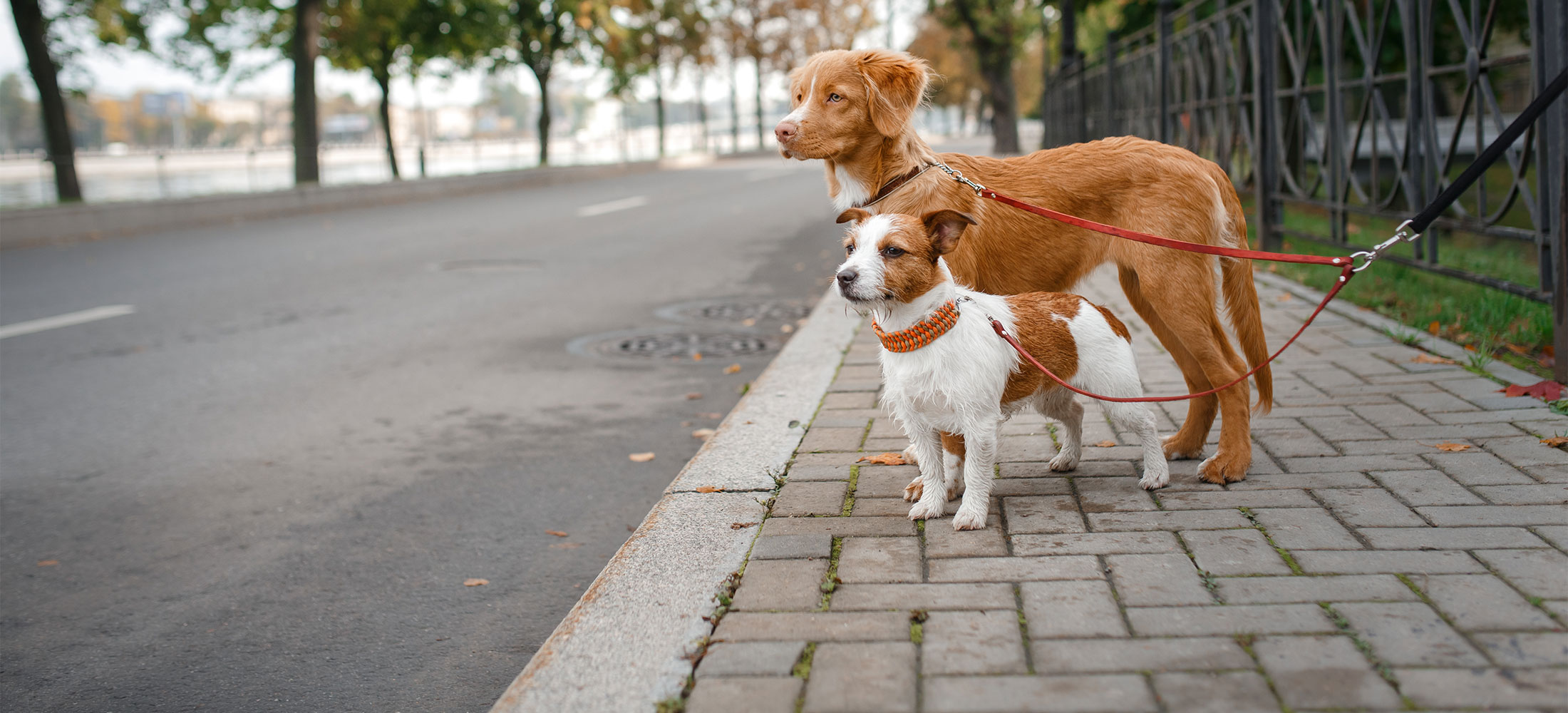 creekside pet care clinic