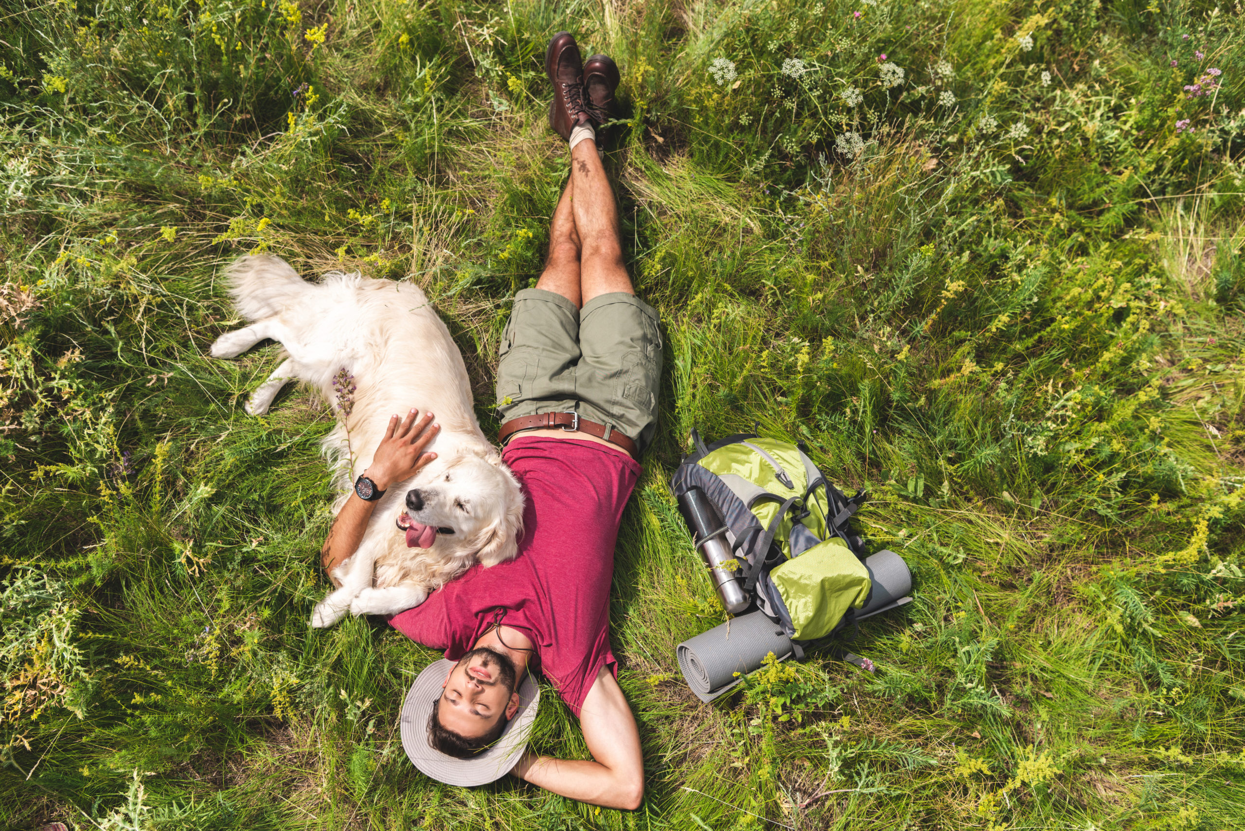 Tips to Keep Your Pet Safe This Summer | Creekside Pet Care
