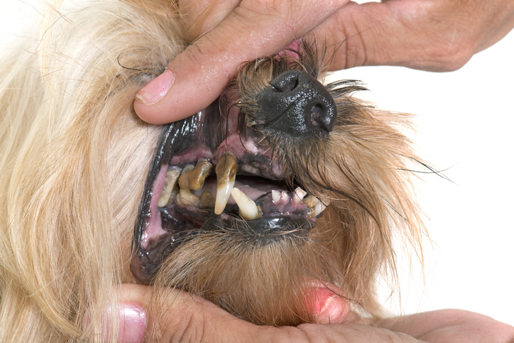 What is Periodontal Disease in Dogs in Keller, TX