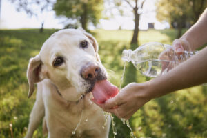 symptoms of heat stroke in dogs in keller, tx