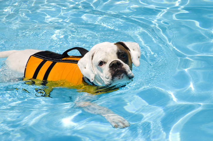 Pool Safety for Dogs: How to Keep Your Pet Safe in keller, tx
