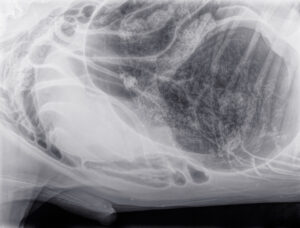 X-ray image of a dog with bloat
