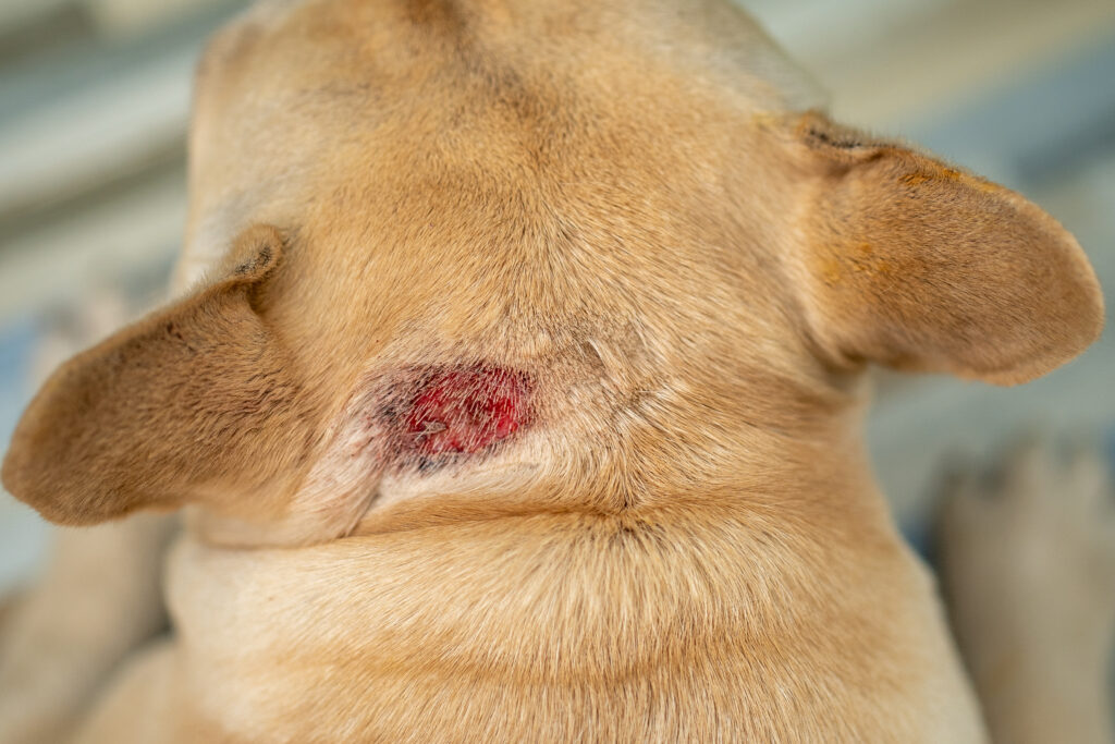 dog with hot spot on its neck