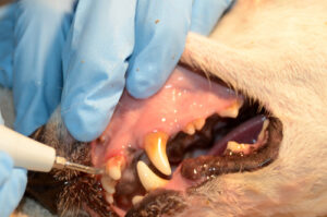 dog-has-teeth-cleaned-with-ultrasonic-scaler