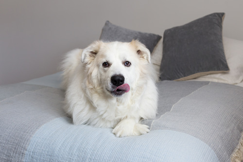 dog-laying-on-owner's-bed-licking-it's-nose