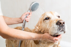 groomer-giving-golden-retriever-a-bath