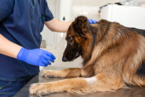 vet-examines-german-shepherd-dog-at-clinic