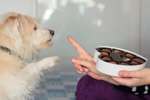 women saying no to dog begging for chocolate