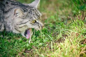 cat vomiting outside on grass