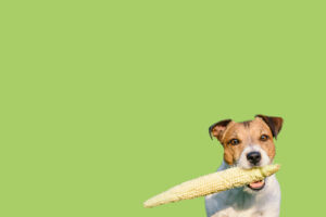 jack-russell-terrier-dog-carrying-a-corncob-in-his-mouth-against-a-green-background