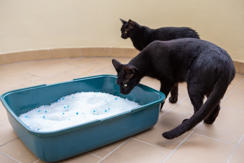 two-black-cats-walking-around-a-blue-litter-box