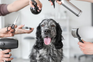 cute-cocker-spaniel-mixed-breed-dog-surrounded-by-grooming-tools-at-groomer