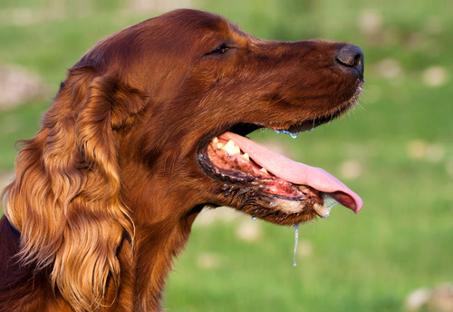 brown-retriever-dog-panting-heavily-outside