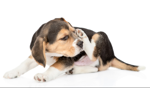 beagle puppy scratching itself