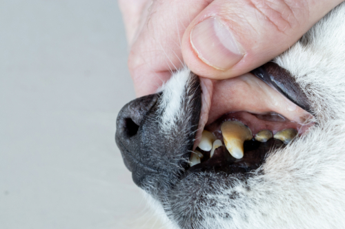 close up of owner examining dog's plaque covered teeth