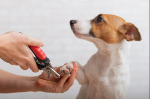 female owner cuts jack russell terrier dog's nails