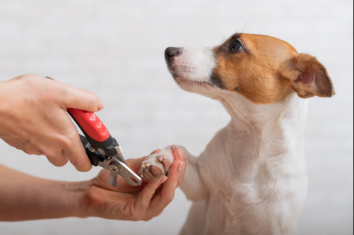 female owner cuts jack russell terrier dog's nails