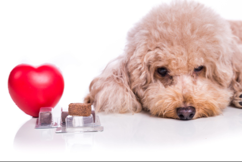 poodle dog laying next to beef heartworm chewable tables and a small red plastic heart