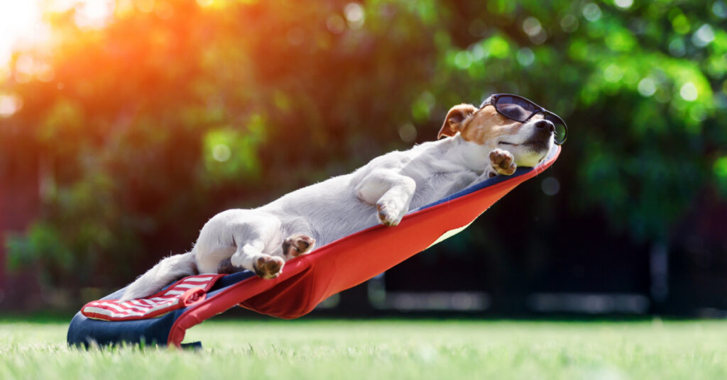 jack russell terrier dog laying in a sunchair outside in the grass