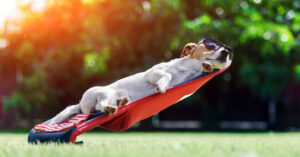 jack russell terrier dog laying in a sunchair outside in the grass