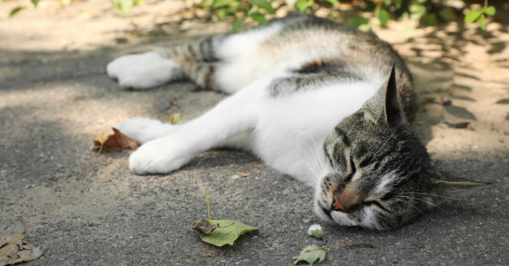 close up of cat laying on the ground due to cat heatstroke
