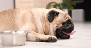 pug dog laying on the floor by a water bowl while panting