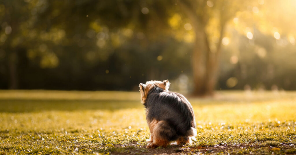 yorkie dog pooping in the grass on a sunny day